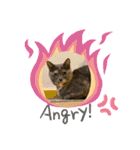 6ニャンHOUSE猫スタンプ（個別スタンプ：1）