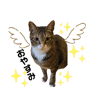 6ニャンHOUSE猫スタンプ（個別スタンプ：4）