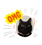 6ニャンHOUSE猫スタンプ（個別スタンプ：9）