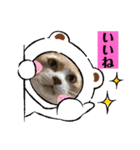 6ニャンHOUSE猫スタンプ（個別スタンプ：10）