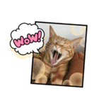 6ニャンHOUSE猫スタンプ（個別スタンプ：14）