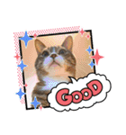 6ニャンHOUSE猫スタンプ（個別スタンプ：15）