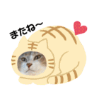 6ニャンHOUSE猫スタンプ（個別スタンプ：16）