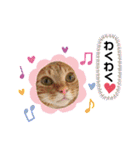 6ニャンHOUSE猫スタンプ（個別スタンプ：20）