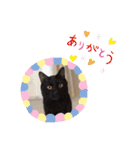 6ニャンHOUSE猫スタンプ（個別スタンプ：22）