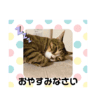 6ニャンHOUSE猫スタンプ（個別スタンプ：23）