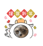 6ニャンHOUSE猫スタンプ（個別スタンプ：27）