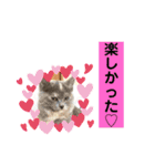 6ニャンHOUSE猫スタンプ（個別スタンプ：30）