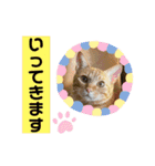 6ニャンHOUSE猫スタンプ（個別スタンプ：33）