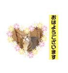 6ニャンHOUSE猫スタンプ（個別スタンプ：36）