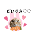 6ニャンHOUSE猫スタンプ（個別スタンプ：40）