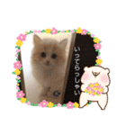 可愛い猫のさくらちゃん（個別スタンプ：6）