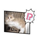 可愛い猫のさくらちゃん（個別スタンプ：10）