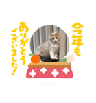 可愛い猫のさくらちゃん（個別スタンプ：15）