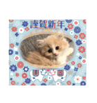 可愛い猫のさくらちゃん（個別スタンプ：21）