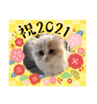 可愛い猫のさくらちゃん（個別スタンプ：22）