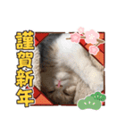 可愛い猫のさくらちゃん（個別スタンプ：23）
