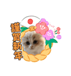 可愛い猫のさくらちゃん（個別スタンプ：25）