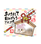 可愛い猫のさくらちゃん（個別スタンプ：27）