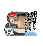 可愛い猫のさくらちゃん（個別スタンプ：32）
