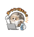 可愛い猫のさくらちゃん（個別スタンプ：37）