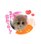可愛い猫のさくらちゃん（個別スタンプ：38）