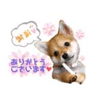 ロクスタンプ best（個別スタンプ：1）