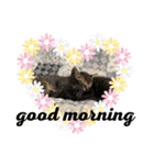 My Pet’s（個別スタンプ：1）