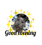 My Pet’s（個別スタンプ：3）