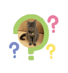 My Pet’s（個別スタンプ：4）