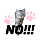 My Pet’s（個別スタンプ：6）