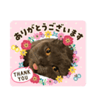 My Pet’s（個別スタンプ：7）