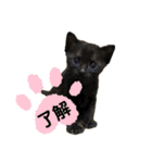 My Pet’s（個別スタンプ：10）