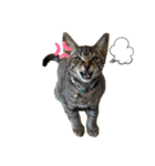My Pet’s（個別スタンプ：20）