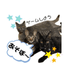 My Pet’s（個別スタンプ：21）