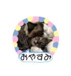My Pet’s（個別スタンプ：23）