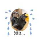 My Pet’s（個別スタンプ：27）