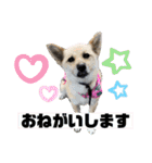 My Pet’s（個別スタンプ：30）