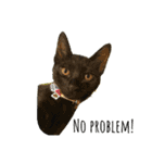 My Pet’s（個別スタンプ：31）