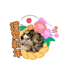 My Pet’s（個別スタンプ：32）