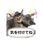 My Pet’s（個別スタンプ：36）