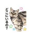 My Pet’s（個別スタンプ：38）