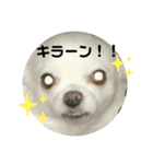 ミルク チワワ milk2（個別スタンプ：1）