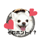ミルク チワワ milk2（個別スタンプ：3）