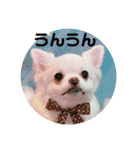ミルク チワワ milk2（個別スタンプ：5）