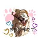 ミルク チワワ milk2（個別スタンプ：7）