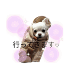 ミルク チワワ milk2（個別スタンプ：8）