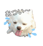 ミルク チワワ milk2（個別スタンプ：12）
