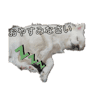 ミルク チワワ milk2（個別スタンプ：13）