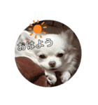 ミルク チワワ milk2（個別スタンプ：15）